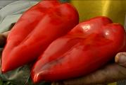 Paprika Dukat pravo seme domaće organsko nije hibrid
Capsicum annuum
Paprika Dukat pravo seme domaće organsko nije hibrid
Prelepa dvostrana paprika, čije meso bude baš jedro i hrskavo. Odlična je u salatama, najbolja za belolučenje dok je prošarana i jedna od omiljenih za ajvar zbog lakog pečenja i ljuštenja. Od ove paprike, kao i od svih naših semena, možete selekcionisati plodove i sačuvati svoje seme za narednu godinu. 
Sva semena su odgajana u našoj bašti, po principima permakulture, biodinamike i regenerativne poljoprivrede. Zemljište je đubreno samo prirodnim organskim đubrivima i kompostom. Bez trunke hemije ga gajimo godinama. Raslo je potpuno prirodno i što je najvažnije sa puno ljubavi.
Semena su od prošle sezone, pa je klijavost odlična.
Za svaku potrošenu hiljadu dobijate kesicu semena po izboru!
Za porudžbine manje od 350 dinara, kupac snosi trošak provizije sajta u iznosu od 50 dinara.
Biologika
